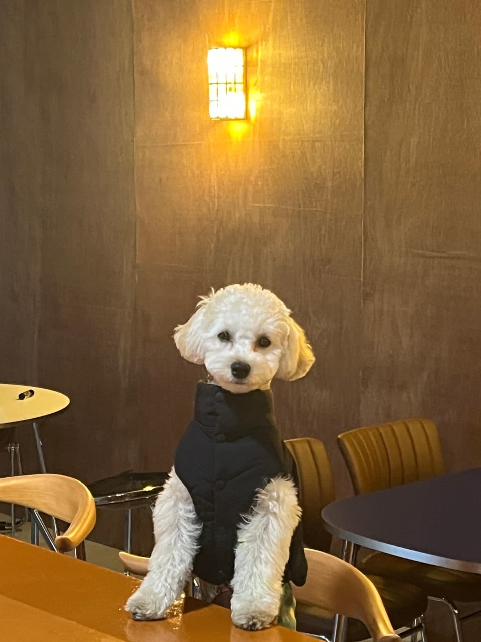 경상북도 포항시 요리주점 잔잔바리 포항 1인 다찌석. 주황색 조명 아래 검은 조끼를 입은 강아지가 나무 카운터에 앞발을 올린 혼술 분위기.