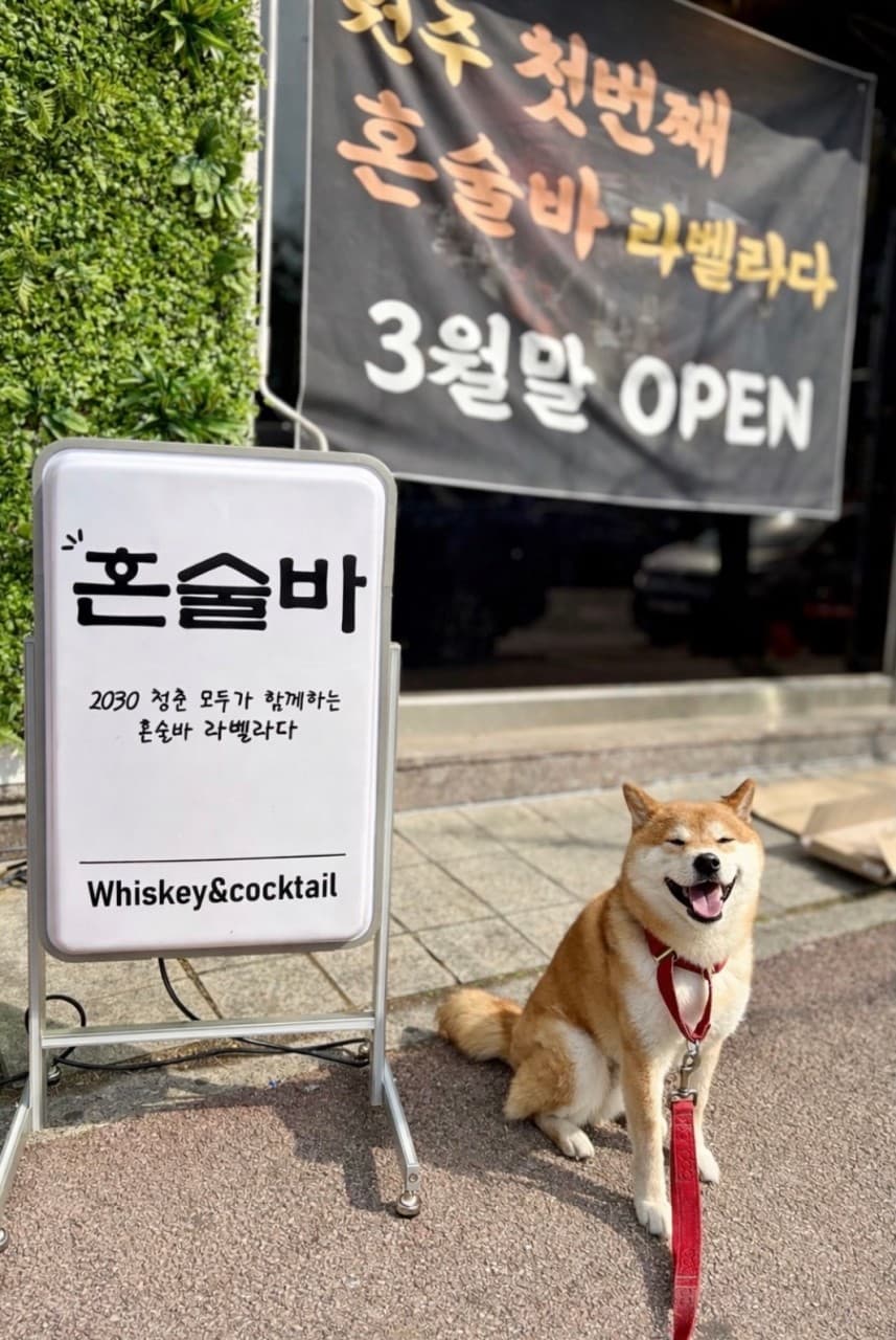 강원특별자치도 원주시 혼술 바 라벨라다 입구. 시바견이 앉아 있는 위스키 칵테일 입간판과 3월말 오픈 현수막, 초록색 식물 벽이 보이는 매장 외부 전경.